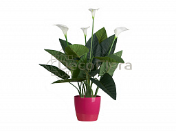 Антуриум (Калла) 75см белые цветы 